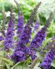 Buddleja davidii - 'Empire Blue' - Illatos Nyári Orgona
