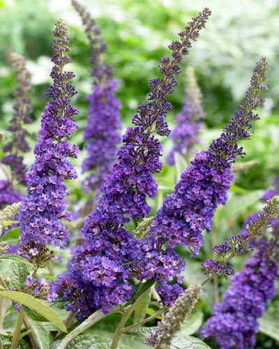 Buddleja davidii - 'Empire Blue' - Illatos Nyári Orgona