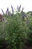 Buddleja davidii - 'Empire Blue' - Illatos Nyári Orgona