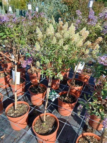Buddleja davidii 'White profusion' - Nyári Orgona (törzses)