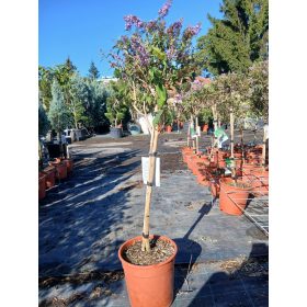   Buddleja davidii  'Empire blue' - Nyári Orgona (törzses)