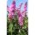 Buddleja davidii - 'Pink Delight' - Illatos Nyári Orgona