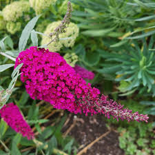 Buddleja davidii - 'Royal Red' - Illatos Nyári Orgona