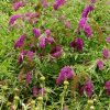 Buddleja davidii - 'Royal Red' - Illatos Nyári Orgona