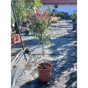   Buddleja davidii 'Violet' - Nyári Orgona (törzses)
