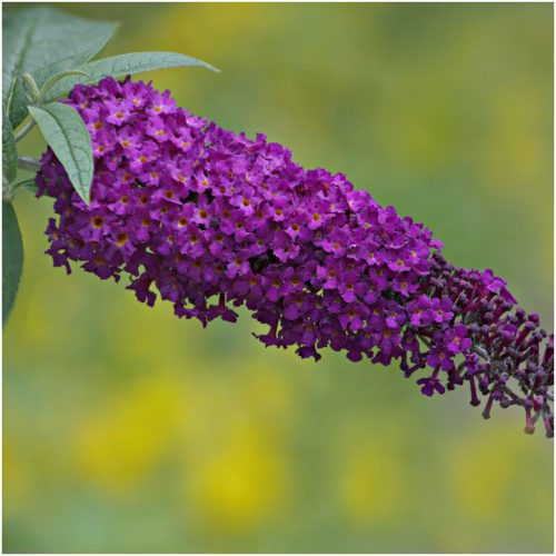 Buddleja davidii 'Violet' - Nyári Orgona (törzses)