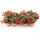 Begonia beauvilia "Red"  - Begonia