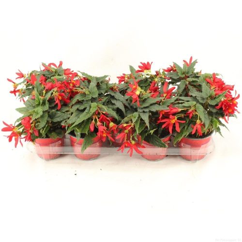 Begonia beauvilia "Red"  - Begonia