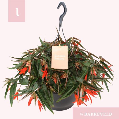 Begonia "Bonfire" hangpot - Begonia