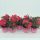 Begonia Florencio Cerise  - Begonia