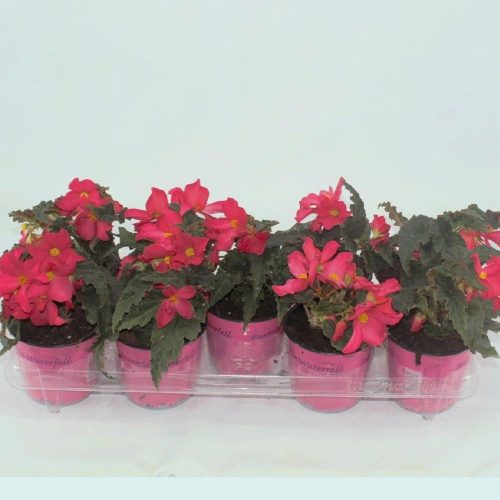 Begonia Florencio Cerise  - Begonia