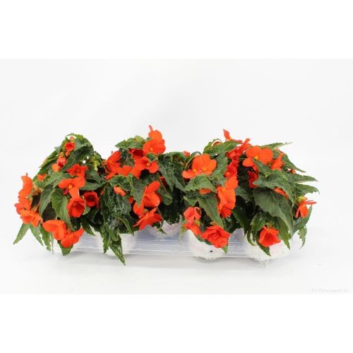 Begonia Florencio Orange  - Begonia