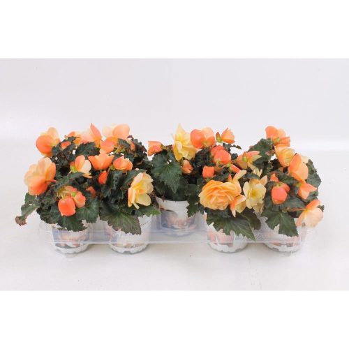 Begonia Fragrant Falls Peach - Begonia