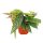 Begonia Maculata - Pöttyös begónia