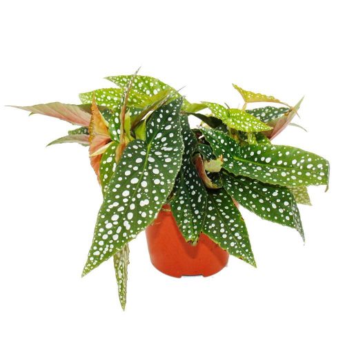Begonia Maculata - Pöttyös begónia