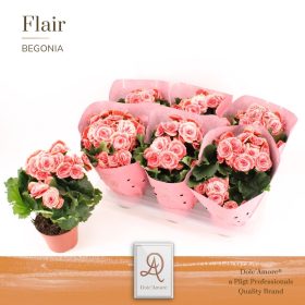   Begonia Borias "Dolc'Amore® Flair Metallic" - Begónia