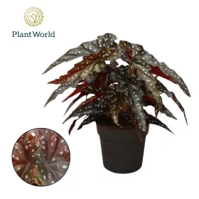   Begonia maculata 'Black forest' - Pöttyös begónia