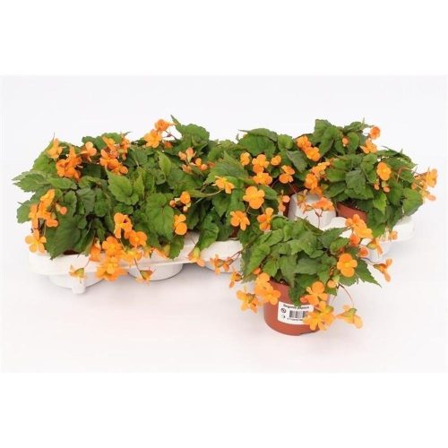 Begonia Papaya - Begonia