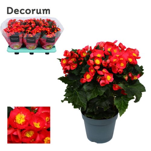 Begonia 'Valentino Pink' - Begónia