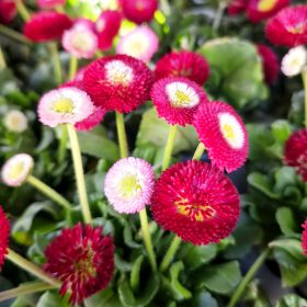 Bellis perennis mix - Százszorszép