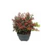 Berberis thunbergii 'Atropurpurea Nana' - japán vérborbolya