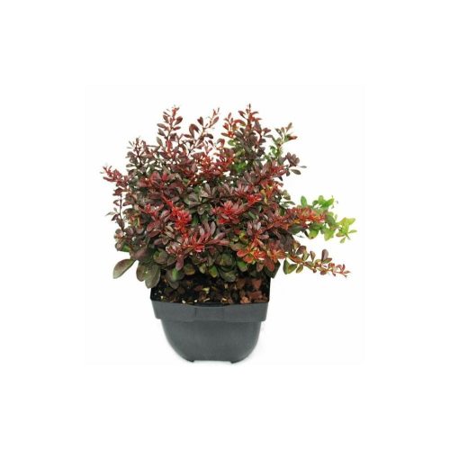 Berberis thunbergii 'Atropurpurea Nana' - japán vérborbolya