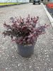 Berberis thunbergii 'Dart's Red Lady' – Japán vérborbolya