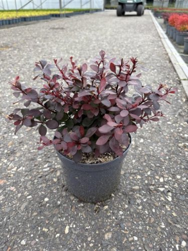 Berberis thunbergii 'Dart's Red Lady' – Japán vérborbolya