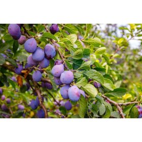   Prunus domestica 'Besztercei NM 122' - szilva myrabolán alanyon -  konténeres