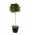 Betula pendula 'Magical Globe' – Nyír törzses