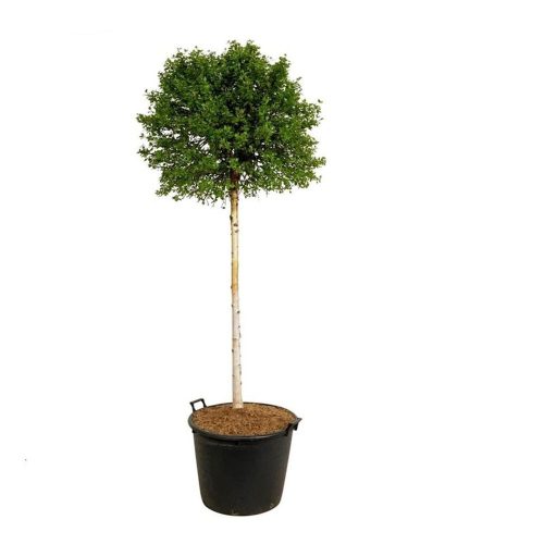 Betula pendula 'Magical Globe' – Nyír törzses
