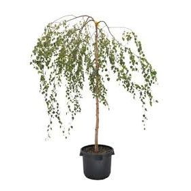 Betula pendula 'Youngii' - Csüngő nyír