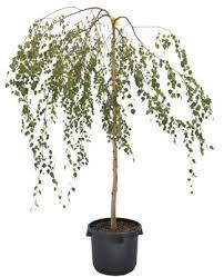 Betula pendula 'Youngii' - Csüngő nyír