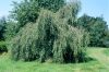 Betula pendula 'Youngii' - Csüngő nyír