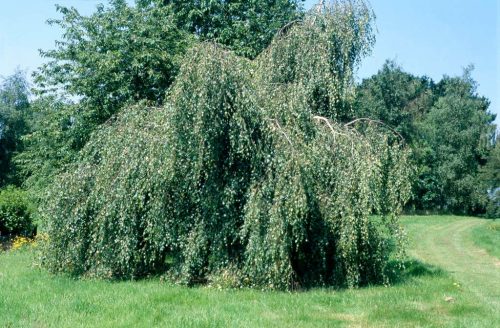 Betula pendula 'Youngii' - Csüngő nyír