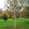 Betula utilis 'Jacquemontii' – Himalájai nyír