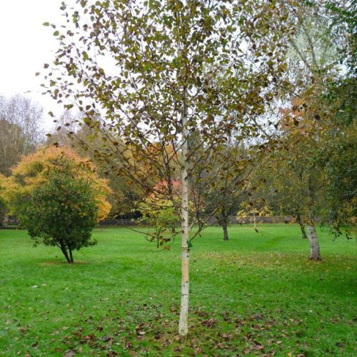 Betula utilis 'Jacquemontii' – Himalájai nyír