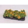 Bidens "Boom Red Eye" - Balkon aranya