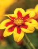Bidens "Boom Red Eye" - Balkon aranya