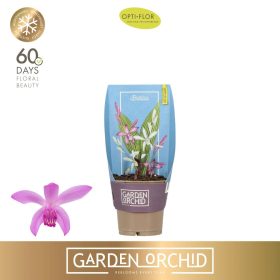 Bletilla - télálló kerti orchidea