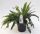 Blechnum spicant - szarvasagancspáfrány