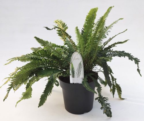 Blechnum spicant - szarvasagancspáfrány