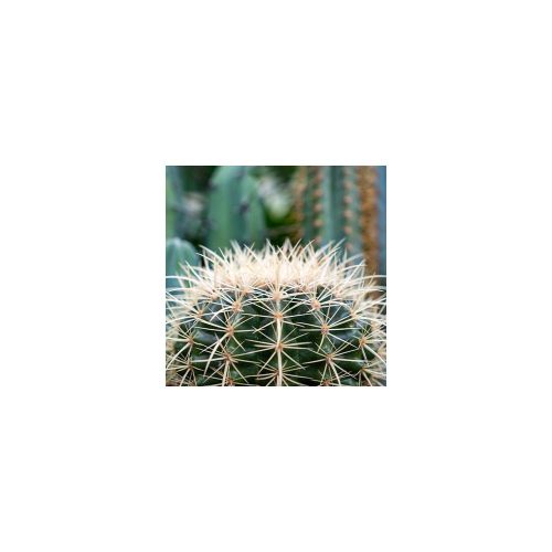 Bolcactus Mix