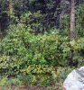 Betula nana – Törpe nyír