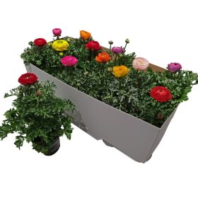 Ranunculus Mix - Boglárka