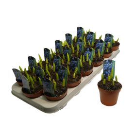 Scilla siberica 'Blue' - Bókoló csillagvirág