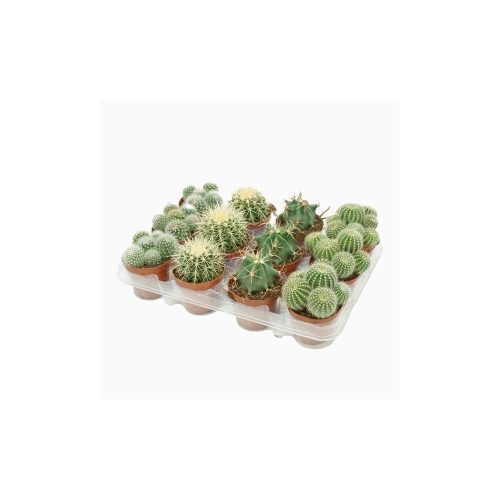 Bolcactus mix