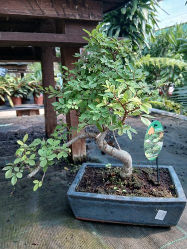 Bonsai mix