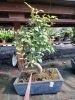 Bonsai mix