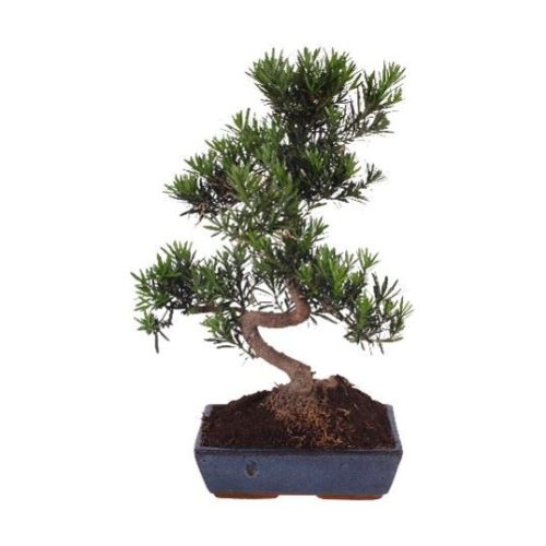 Bonsai mix